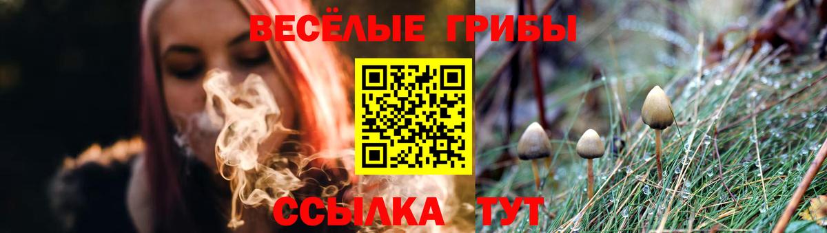 Псилоцибиновые грибы Cubensis Калининград